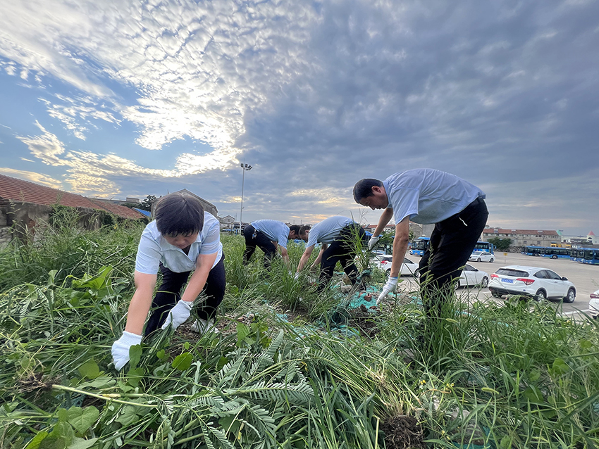 公交集團公交事業(yè)一部清除場站雜草 為創(chuàng)文助力