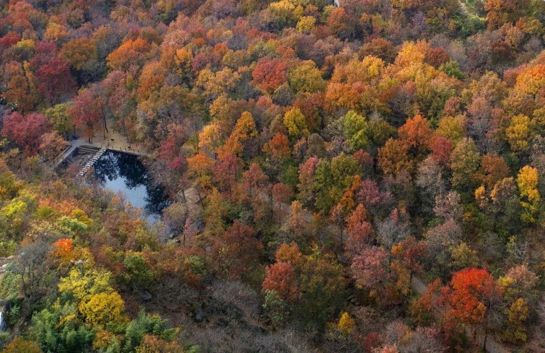乘著公交去旅行——層林盡染，遇見港城醉美楓葉季